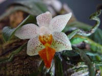 Phalaenopsis Micro Nova by Th. Stute
