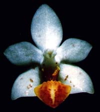 Phalaenopsis Micro Nova by O.Gruss