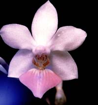 Phalaenopsis Douglas Allen by O.Gruss