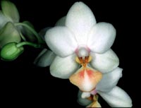 Phalaenopsis Wssener Goldlobbii by O.Gruss