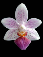 Phalaenopsis Fantasy Musick by W.Apel