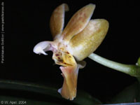 Phalaenopsis Arne Ulfers by W.Apel