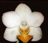 Phalaenopsis Kung's Amar Philipp by O.Gruss