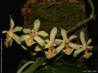 Phalaenopsis Arne Ulfers by W.Apel