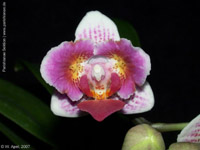 Phalaenopsis n.r. (Fantasy Musick x Malibu Elf by W.Apel