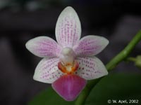 Phalaenopsis Fantasy Musick by W.Apel