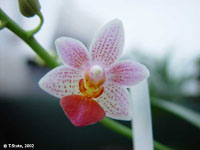 Phalaenopsis Fantasy Musick by Th. Stute