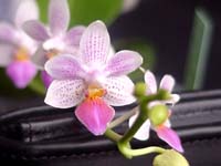 Phalaenopsis Fantasy Musick by W.Apel