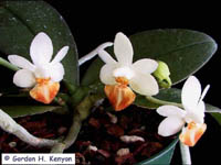 Phalaenopsis Micro Gem by Gordon H. Kenyon